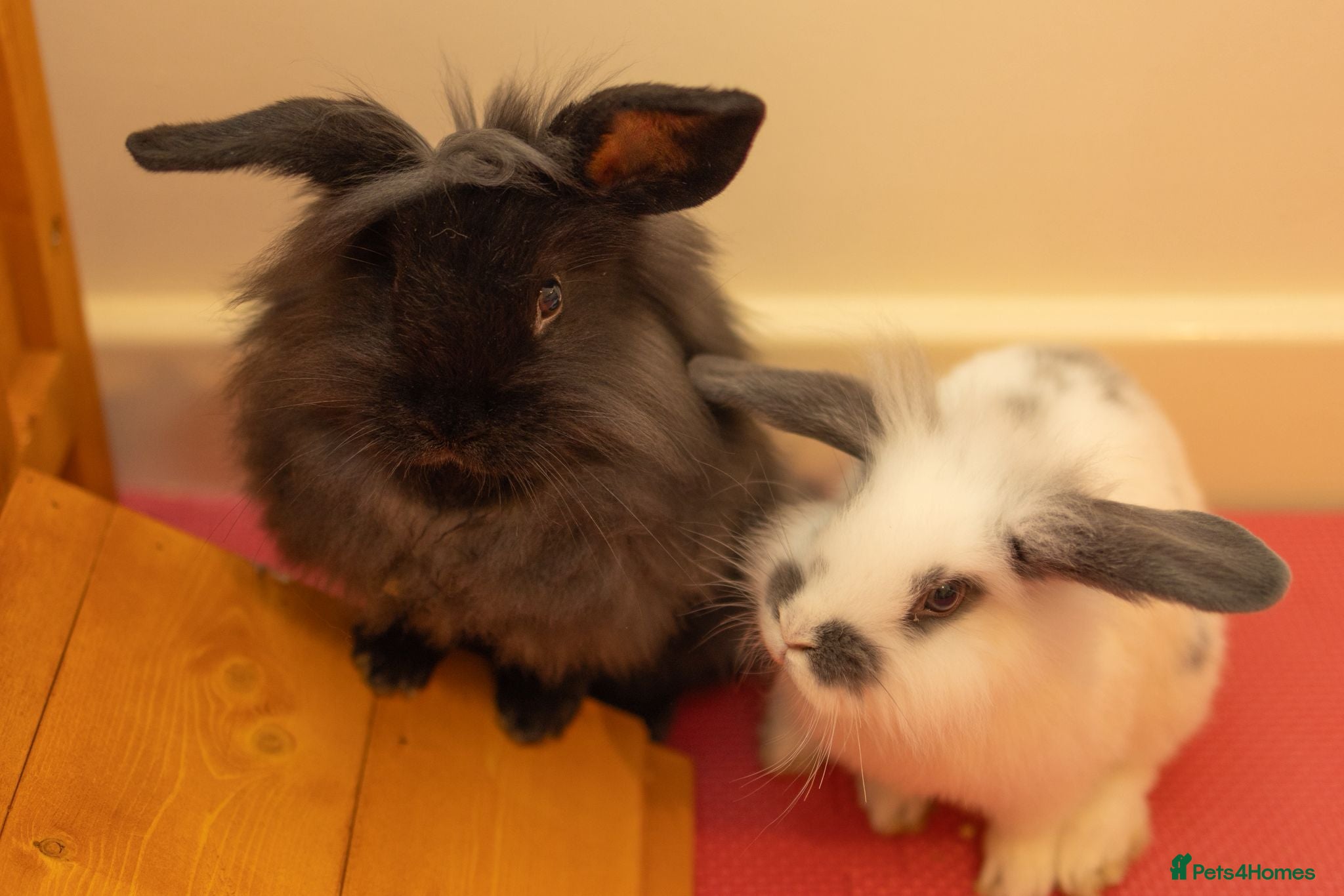 Mini Lion Lop rabbits 2 baby Mini Lion Lop for rehoming - Advert 1