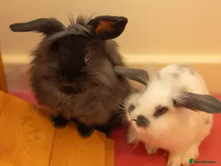 Mini Lion Lop rabbits 2 baby Mini Lion Lop for rehoming - Advert 4