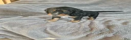 Cocker Spaniel dogs for sale: 3 beautiful cocker spaniel puppies  - Advert 23