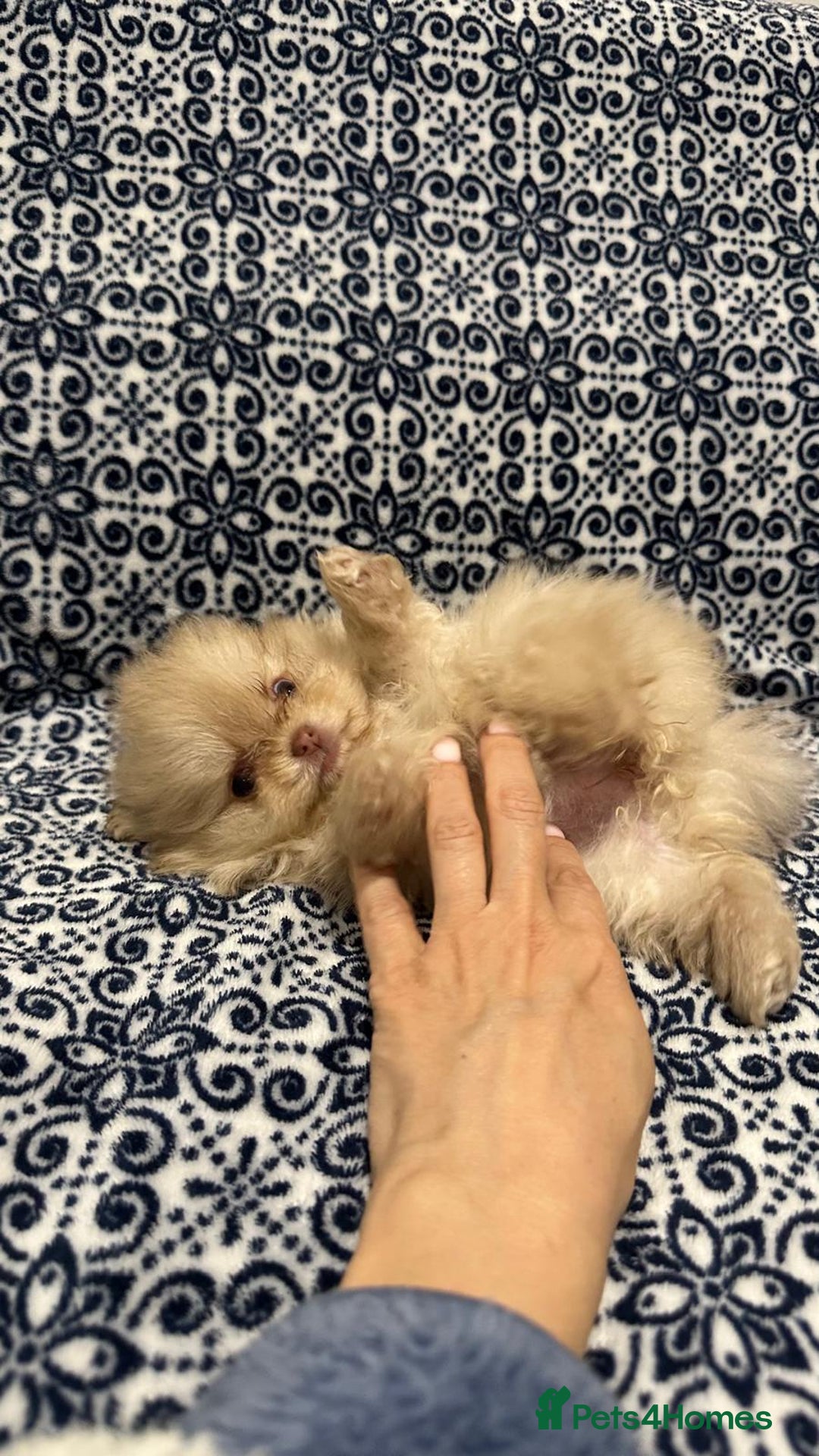 Pomeranian dogs for sale: Stunning littler of KC Pom puppies - Advert 12