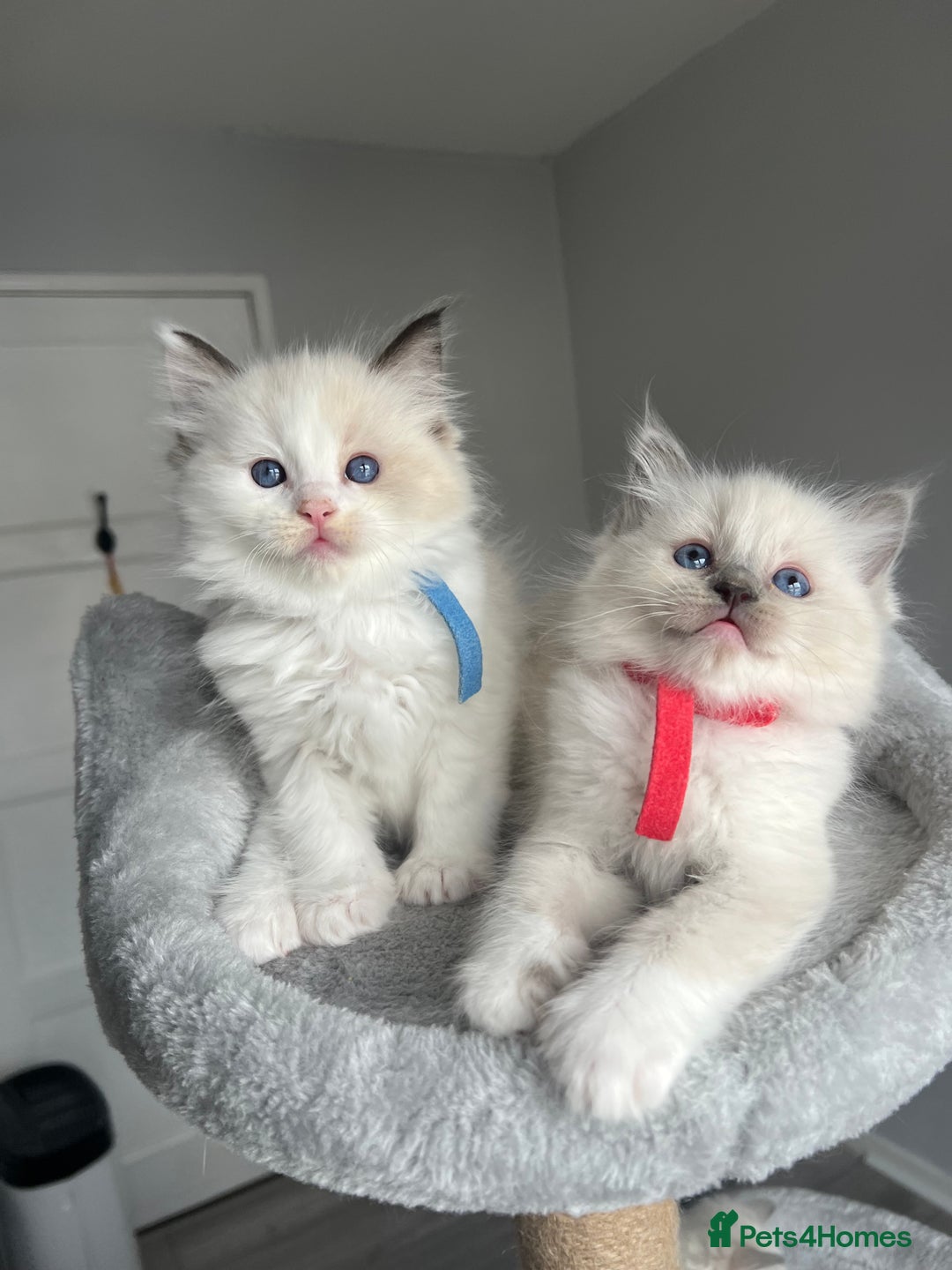 Ragdoll cats for sale: Registered Ragdoll kitttens for sale - Image 6
