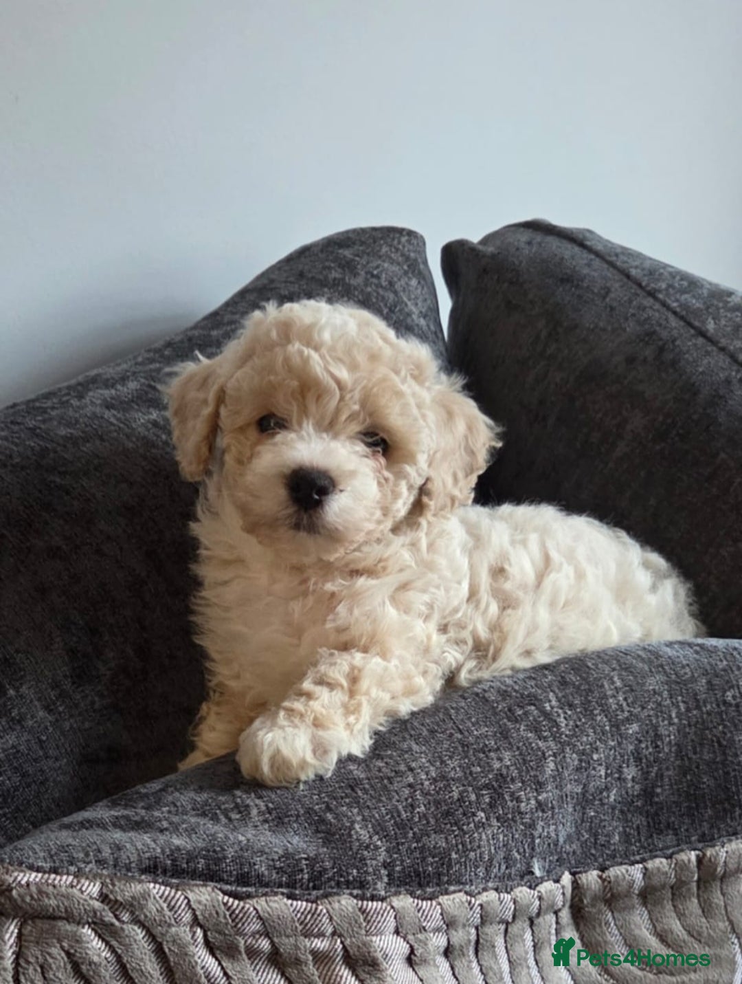 Maltipoo dogs for sale: Maltipoo 10weeks old - Advert 1
