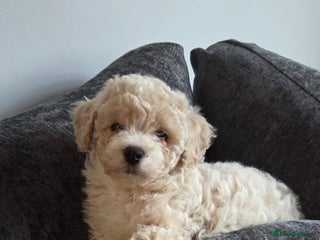 Maltipoo dogs Maltipoo 10weeks old - Advert 1