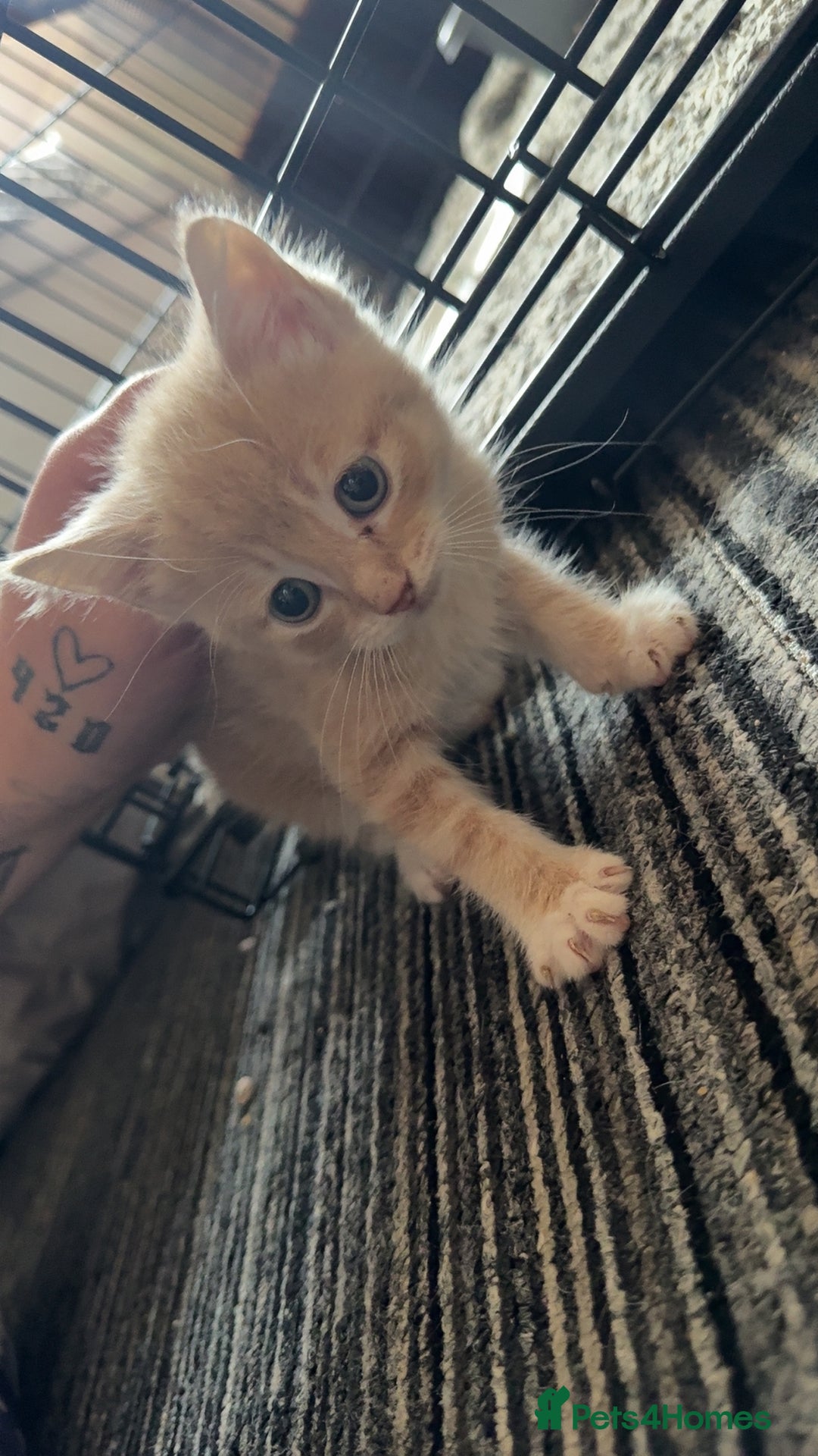 Mixed Breed cats for sale: Beautiful sandy male kitten - Image 2