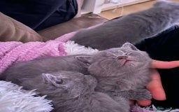 British Shorthair cats for sale: wonderfully raised B S H KITTIES for you - Image 6