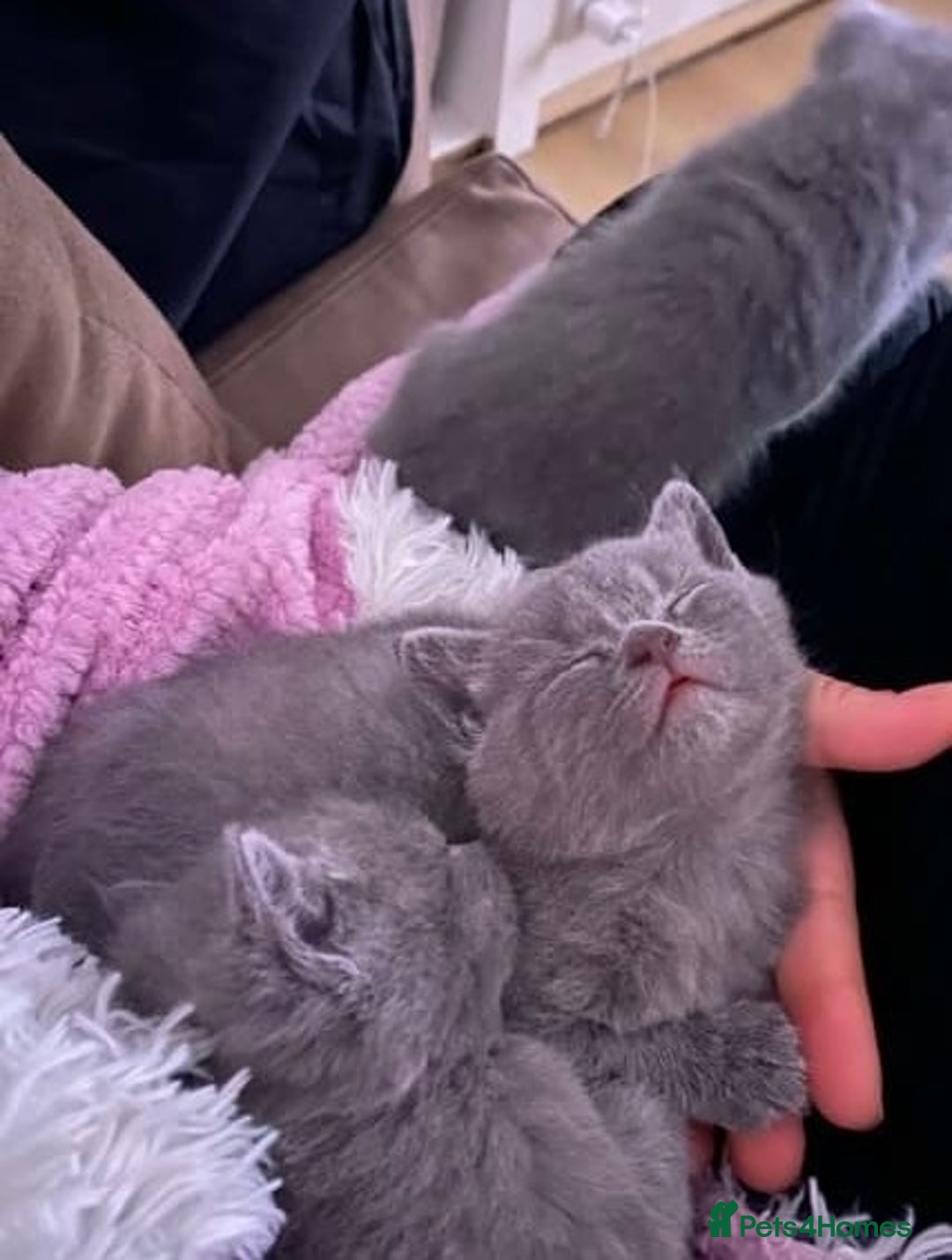 British Shorthair cats for sale: wonderfully raised B S H KITTIES for you - Image 6