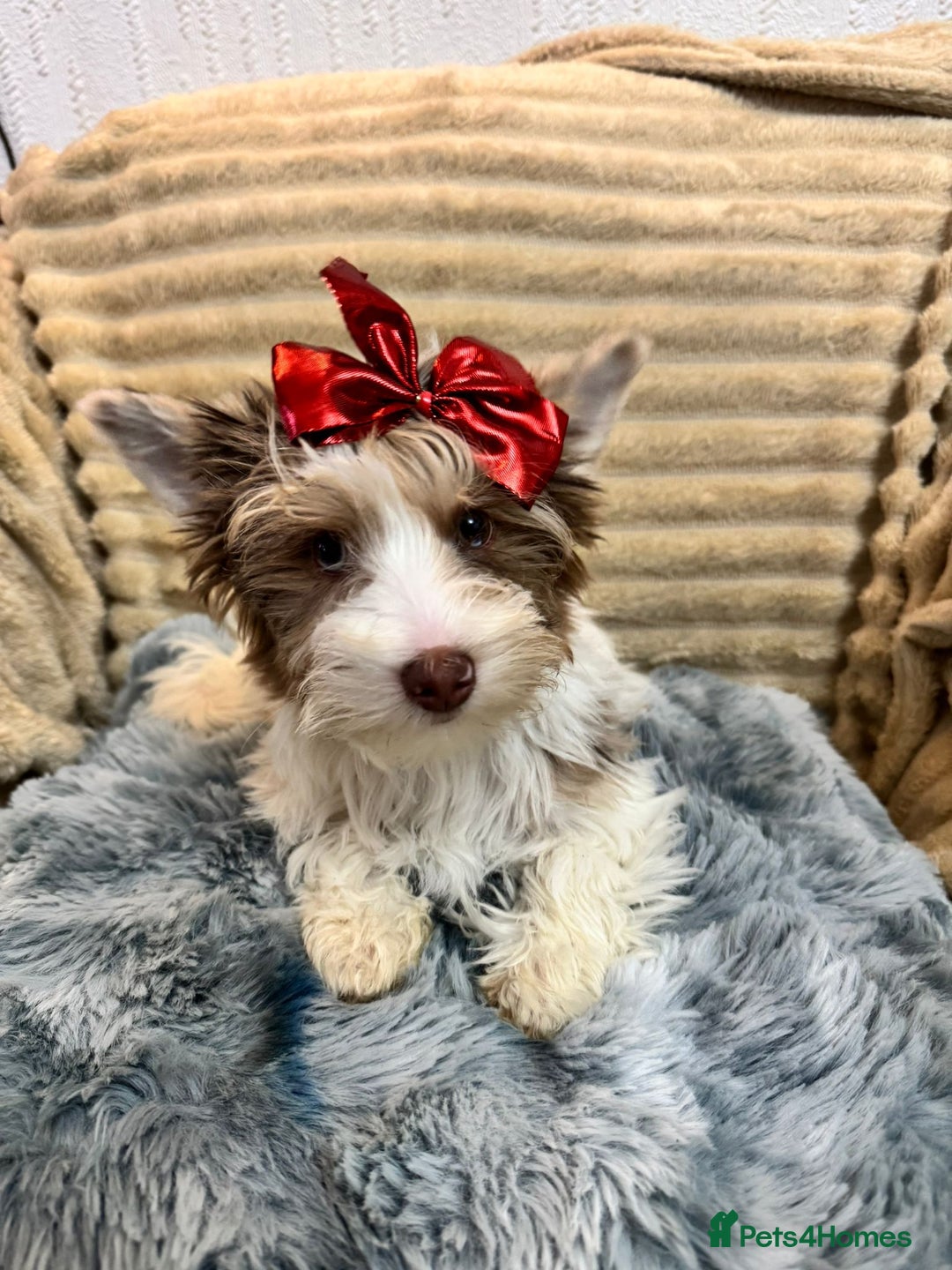 Yorkshire Terrier dogs for sale: Yorkshire Terrier – Merle / Chocolate puppies**    - Advert 29