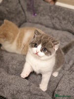 British Shorthair cats British short hair+Ragdoll - Advert 5