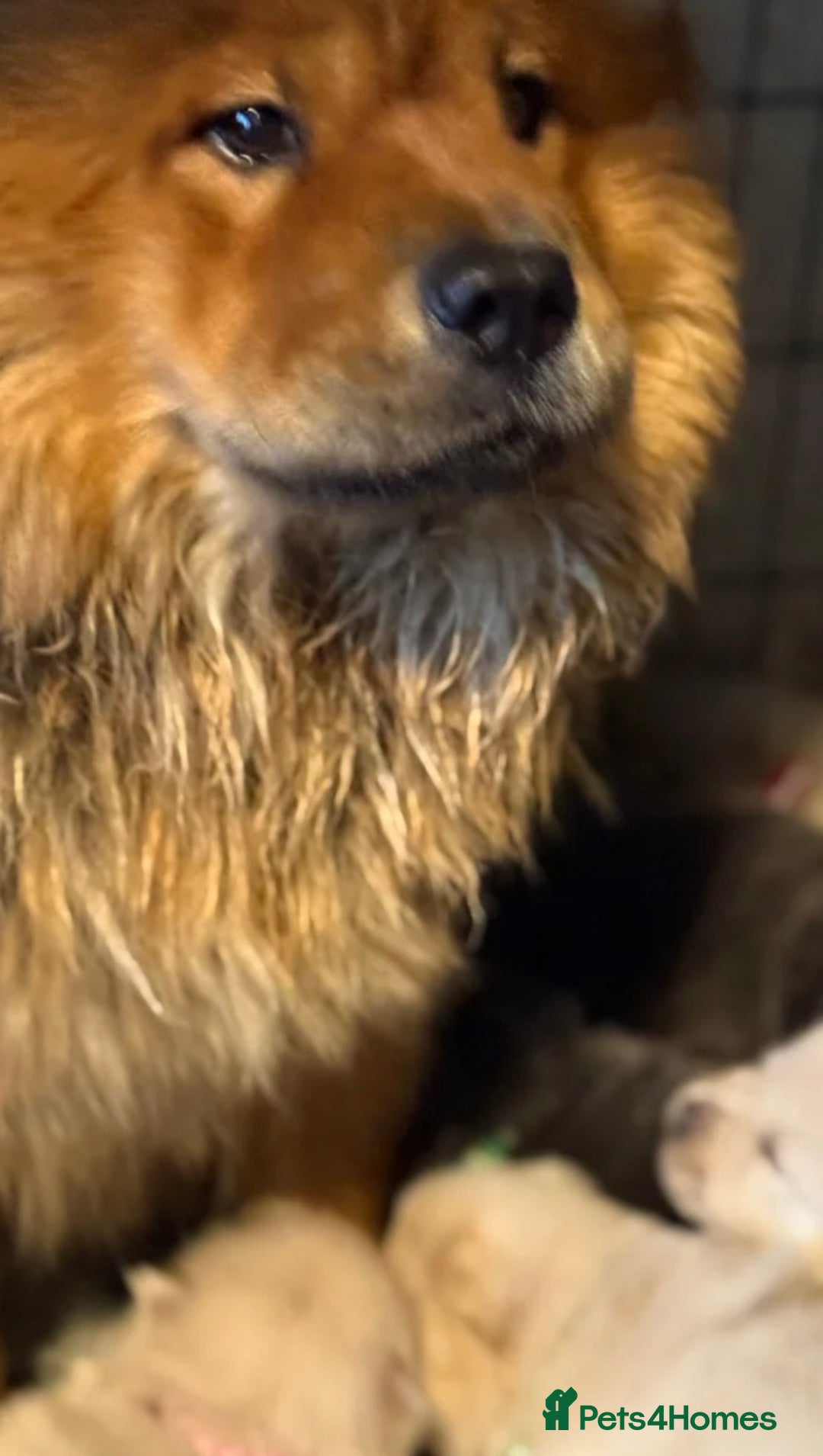 Chow Chow dogs for sale: Cream chow chow puppy KC registered - Advert 5