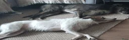 Lurcher dogs for sale: Beautiful Lurcher pups - Advert 3
