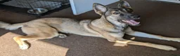 Mixed Breed dogs for sale: Puppies  - Advert 12