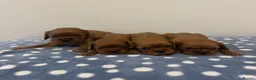 Cavalier King Charles Spaniel dogs for sale: Cavalier King Charles Ruby Puppys - Advert 2