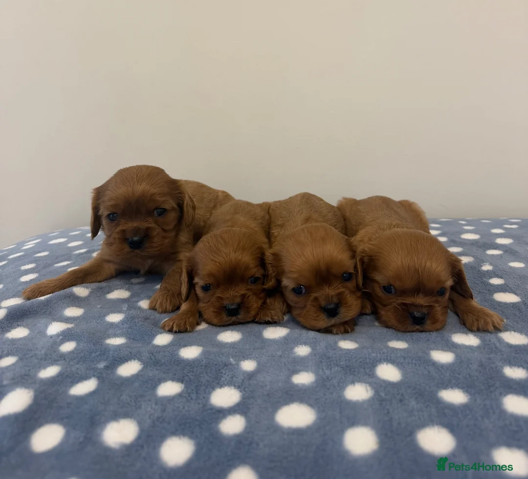 Cavalier King Charles Spaniel dogs for sale: Cavalier King Charles Ruby Puppys - Advert 2