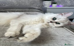 Persian cats for sale: Mother and baby kitten  - Image 10