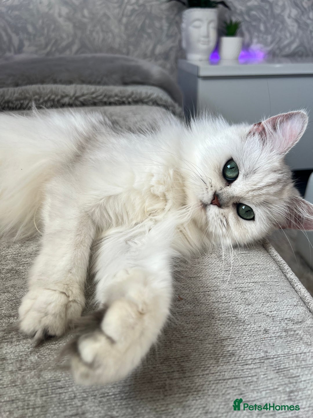Persian cats for sale: Mother and baby kitten  - Image 10