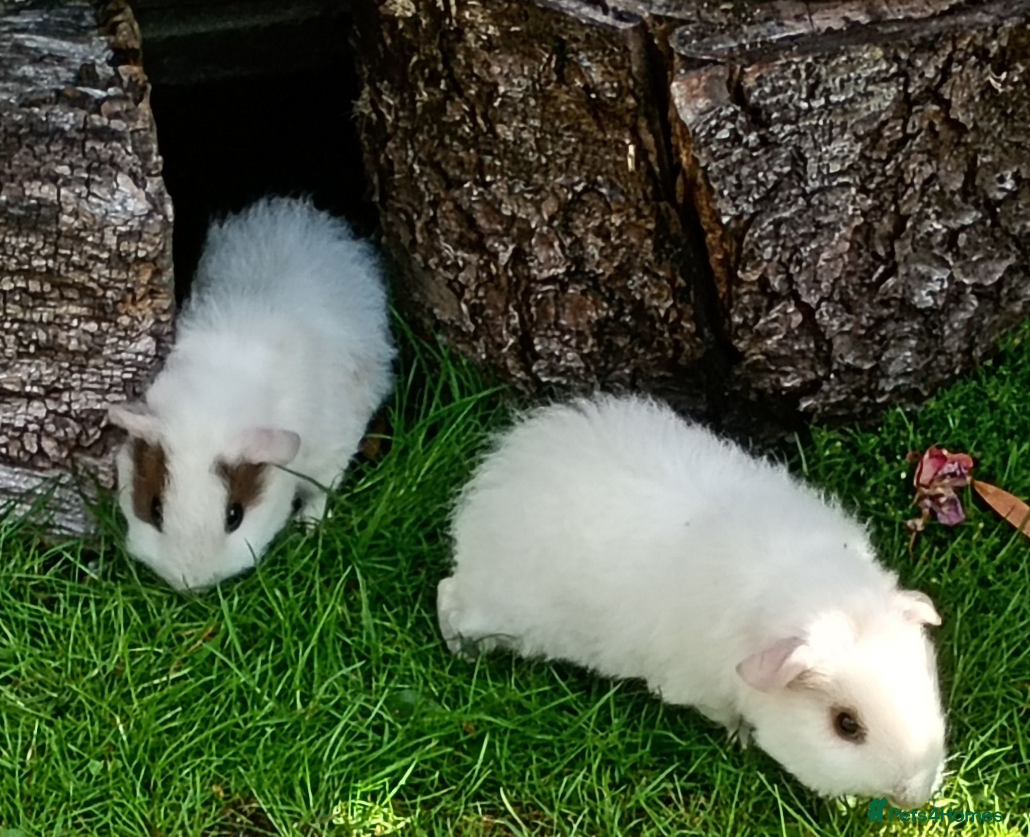Guinea Pig rodents Baby guinea pigs  - Advert 3