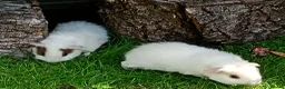 Guinea Pig rodents for sale: Baby guinea pigs  in Petworth - Advert 5