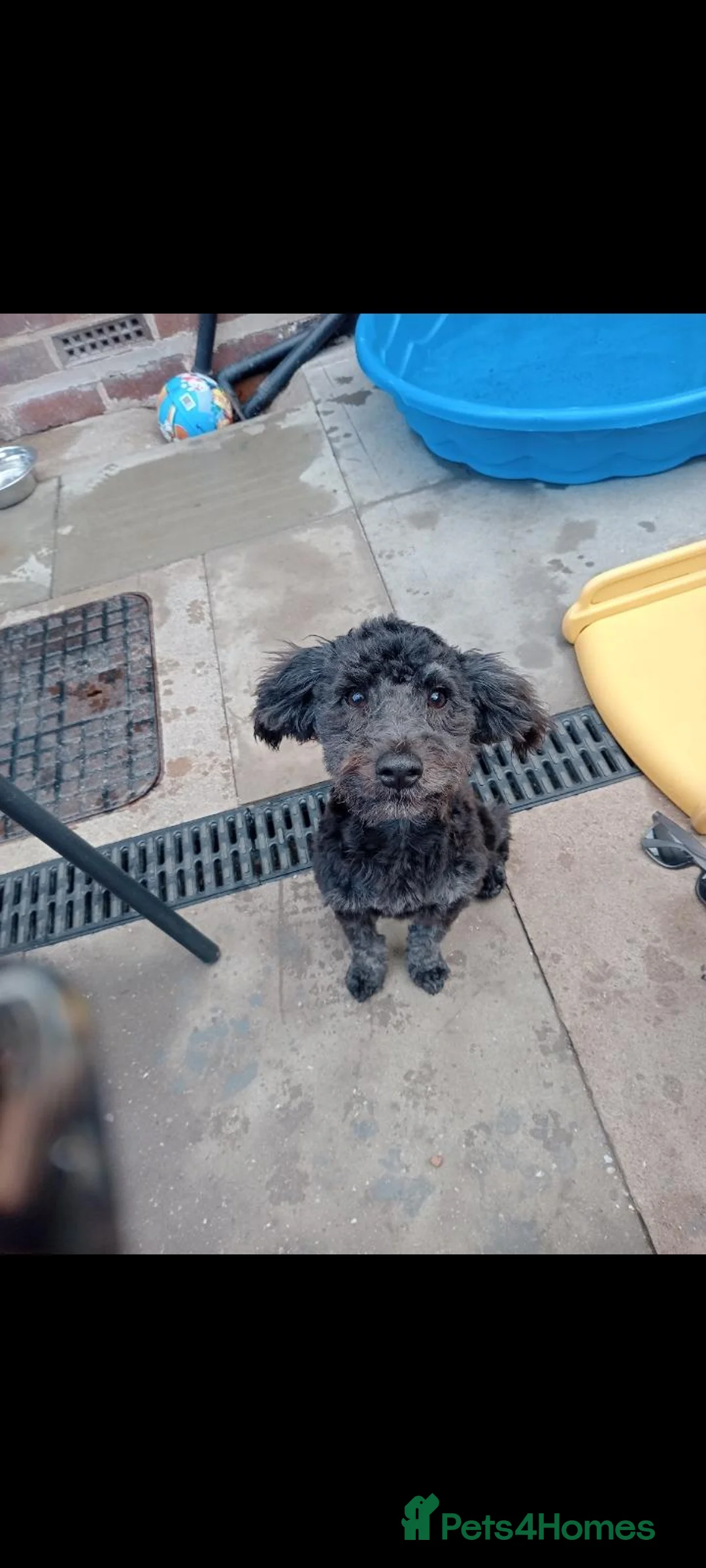 Cockapoo dogs for sale: 6 month old cockapoo female  in Tipton - Advert 1