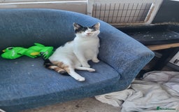 Mixed Breed cats for sale: Female cat - Image 2