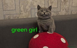 British Shorthair cats for sale: British Blue Shorthair kittens, GCCF pedigree - Image 12