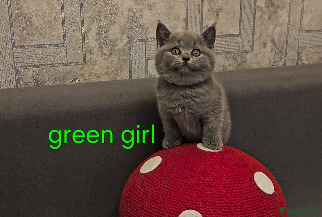 British Shorthair cats for sale: British Blue Shorthair kittens, GCCF pedigree - Image 12