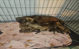 Miniature Dachshund dogs for sale: Miniature dachshunds - Image 1