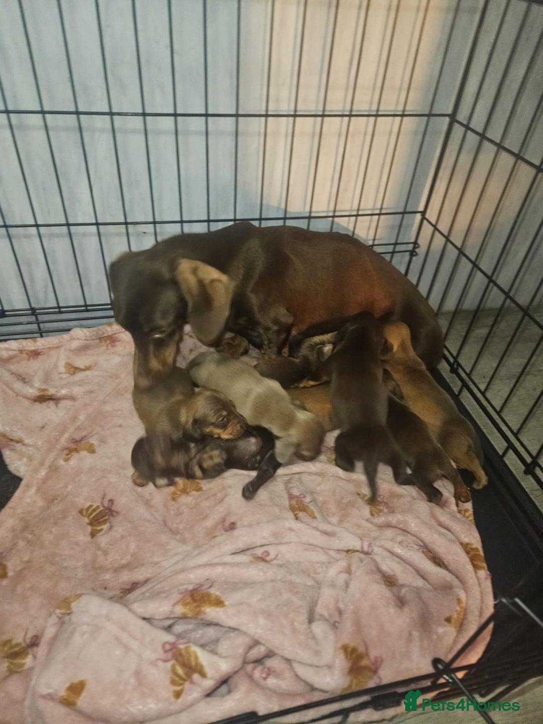 Miniature Dachshund dogs for sale: Miniature dachshunds - Image 1