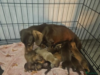 Miniature Dachshund dogs - Advert 11