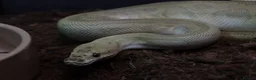 Python Snake reptiles for sale: Royal pythons - Advert 3