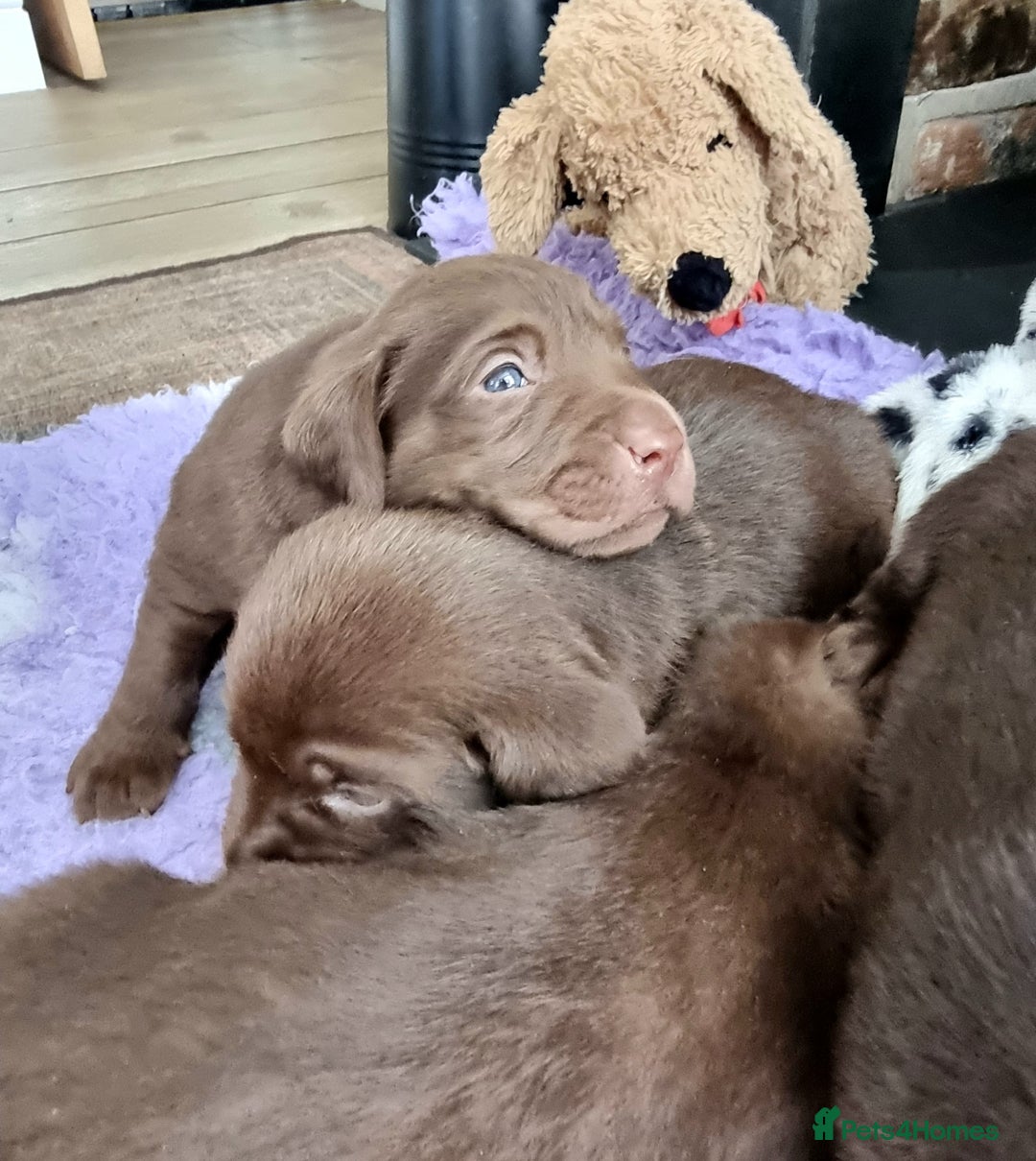 Labrador Retriever dogs for sale: Beautiful Chocolate Labrador Puppies. - Image 4