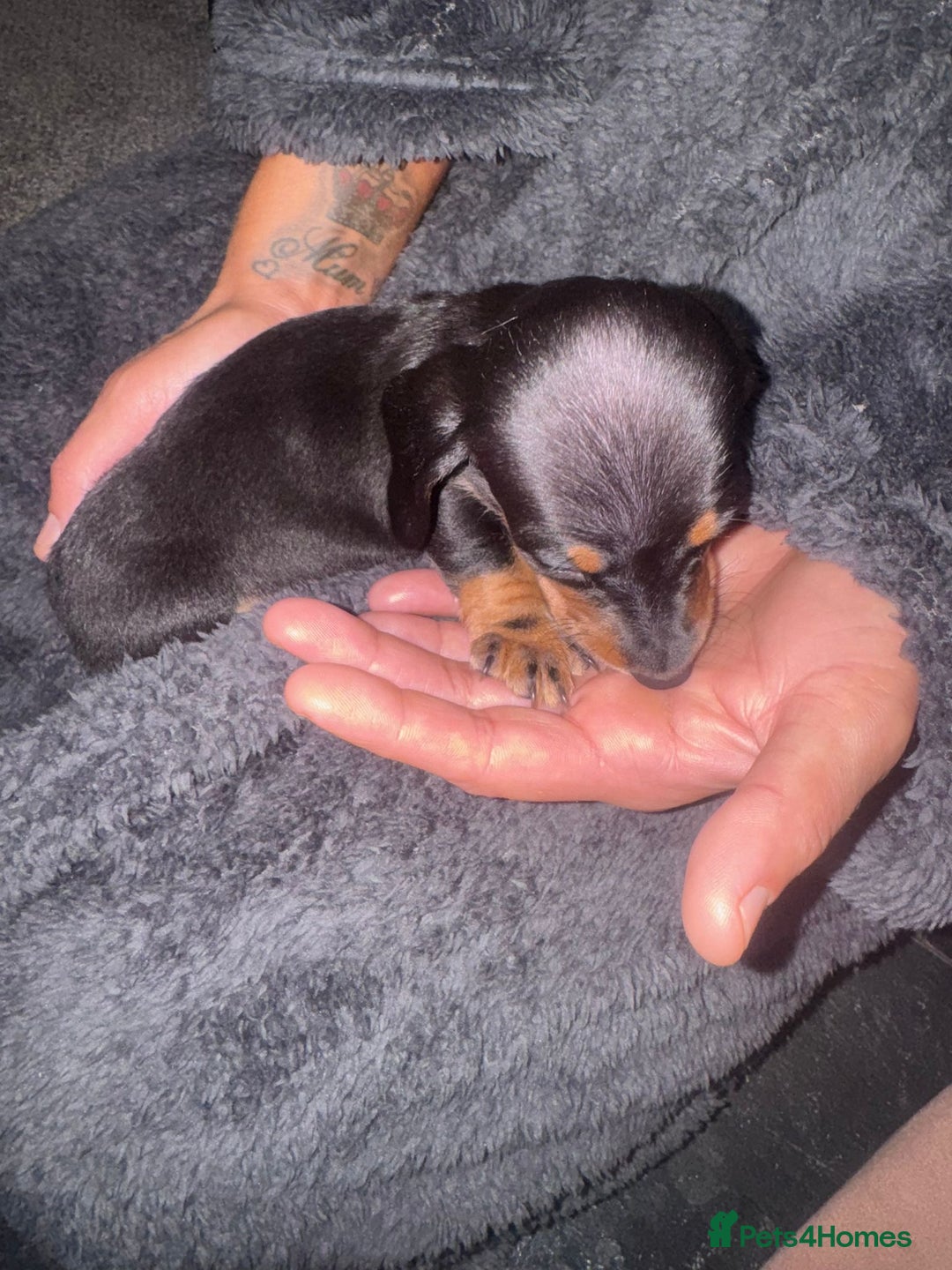 Dachshund dogs for sale: Ready to leave last 4 available  - Image 5