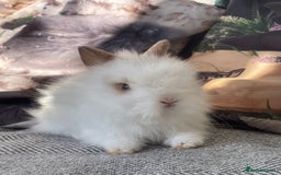 Lionhead rabbits for sale: One male left. Blue eyes. Orange and white - Image 6
