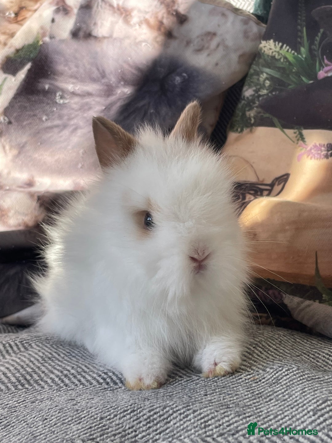 Lionhead rabbits for sale: One male left. Blue eyes. Orange and white - Image 6