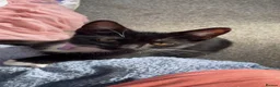 Mixed Breed cats for sale: Female kitten  in Preston - Advert 6