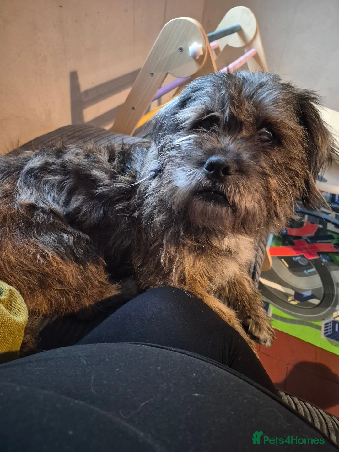 Mixed Breed dogs for sale: Rottweiler cross shihtzu AKA shihweiler - Advert 5
