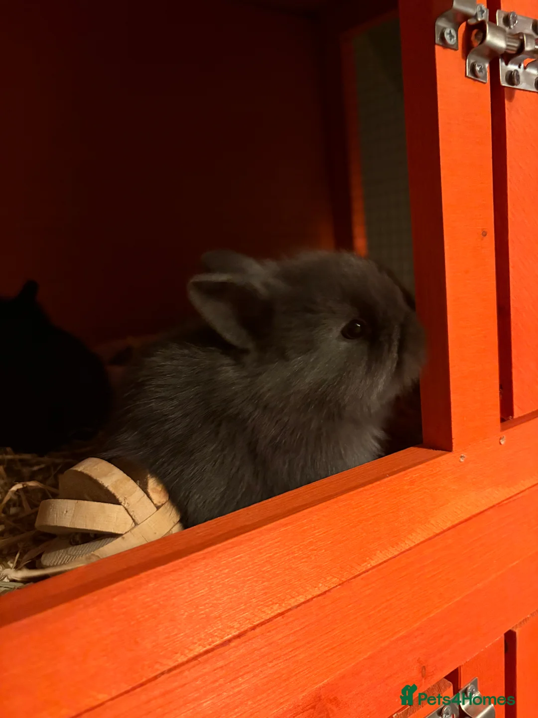 Mixed Breed rabbits for sale: Bunnies - Advert 3