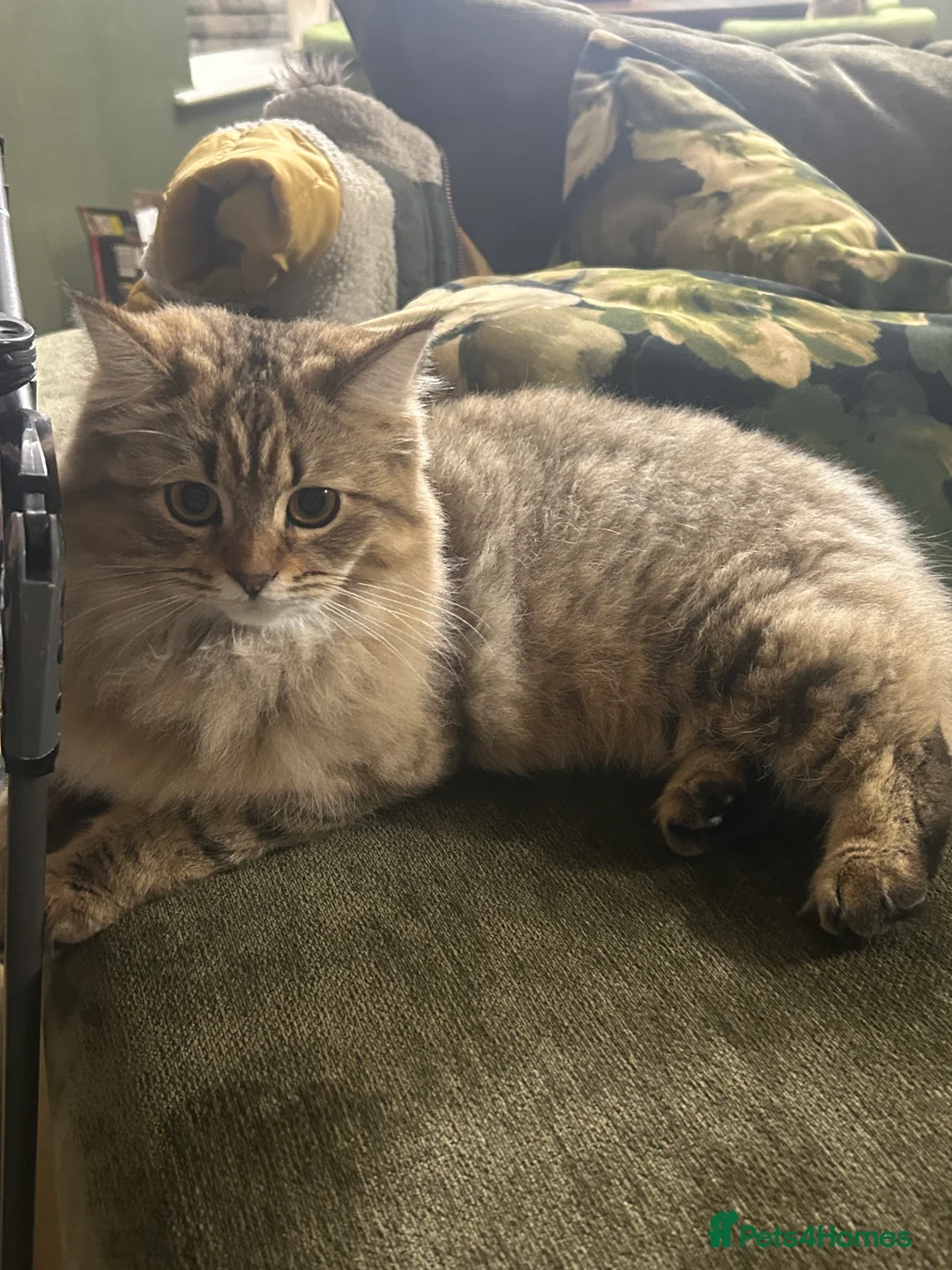 Bengal cats for sale: Bengal x Persian kitten for sale 8 months old  - Advert 6