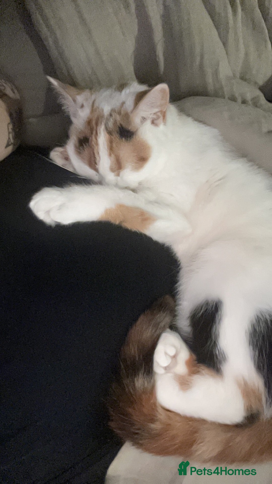 Mixed Breed cats 1 year old Kiki  - Advert 1