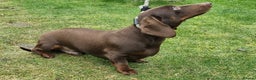 Miniature Dachshund dogs for stud: Silver dapple, Chocolate & Lilac KC Dachshund stud in Wolverhampton - Advert 8