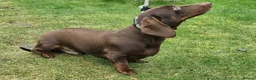 Miniature Dachshund dogs for stud: Silver dapple, Chocolate & Lilac KC Dachshund stud in Wolverhampton - Advert 8