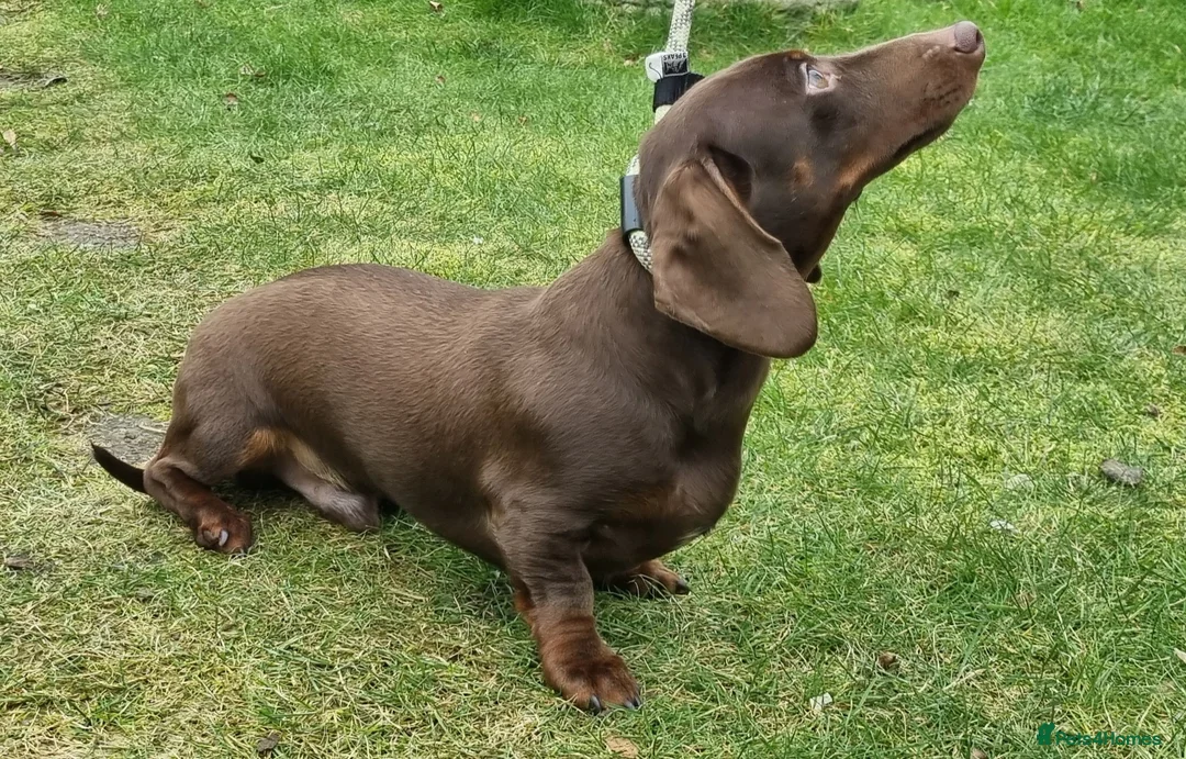 Miniature Dachshund dogs for stud: Silver dapple, Chocolate & Lilac KC Dachshund stud in Wolverhampton - Advert 8