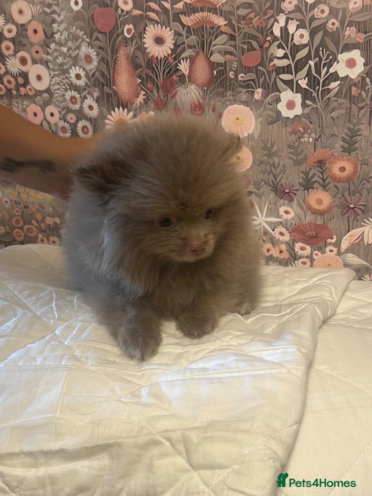 Pomeranian dogs Ready Now Stunning Tiny KC Reg Pomeranian Puppies  - Advert 6