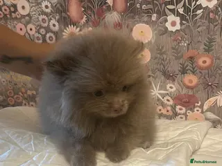 Pomeranian dogs Ready Now Stunning Tiny KC Reg Pomeranian Puppies - Advert 6