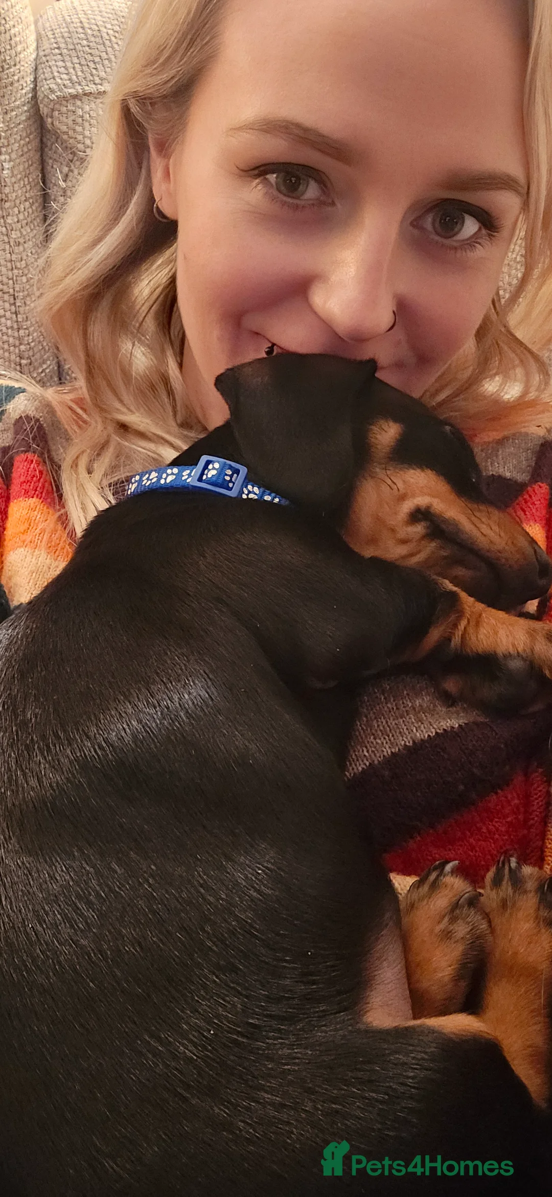 Dachshund dogs for sale: Dachsund 6month Old Puppy in Wimborne - Advert 13
