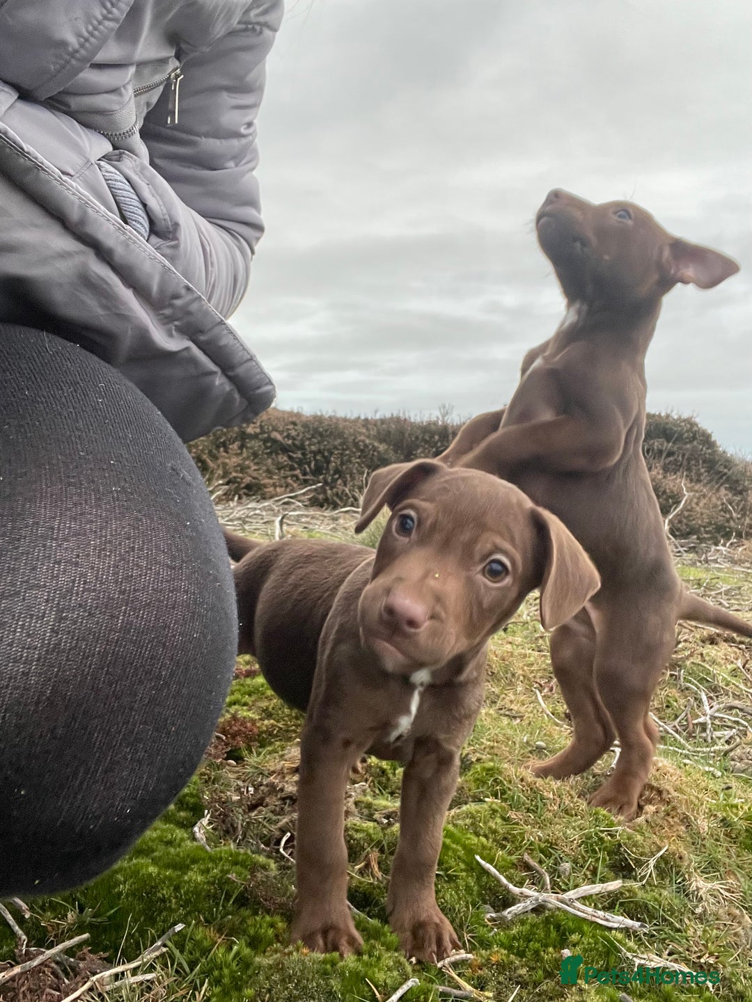 Patterdale Terrier dogs for sale: Parrerdale - Image 13