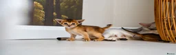 Abyssinian cats for sale: Ruddy Abyssinians Kittens-Outstanding Pedigree  - Advert 14