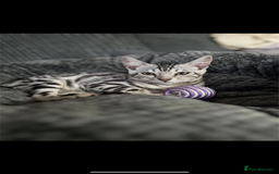 Bengal cats for sale: Female bengal needing her forever home  - Advert 5