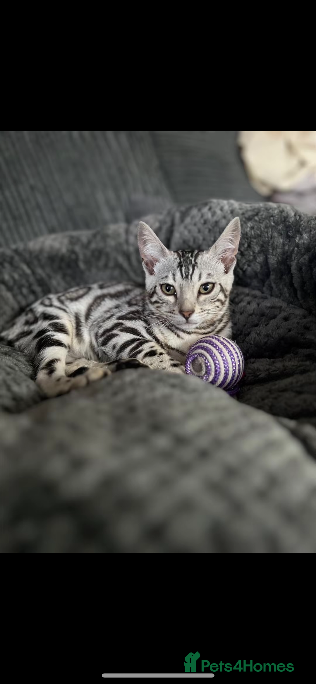 Bengal cats for sale: Female bengal needing her forever home  - Advert 5