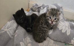 Mixed Breed cats for sale: 7 beautiful babies, 2 black/white are polydactyl  - Image 17