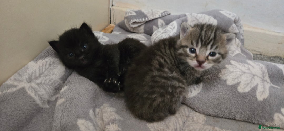 Mixed Breed cats for sale: 7 beautiful babies, 2 black/white are polydactyl  - Image 17